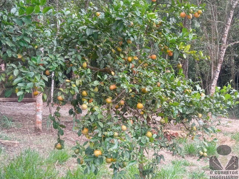 Chácara, 2 hectares - Foto 4