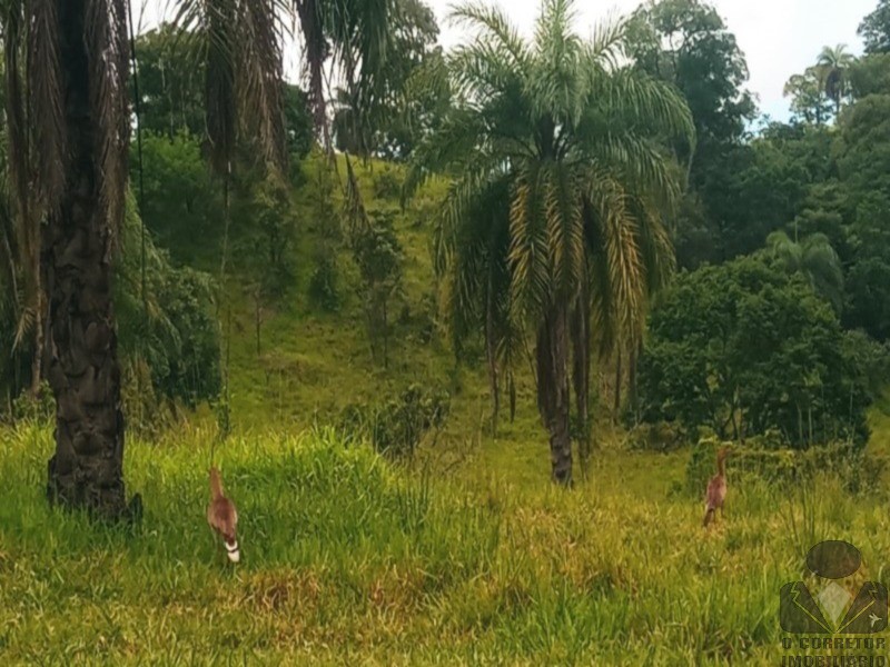 Chácara, 2 hectares - Foto 24