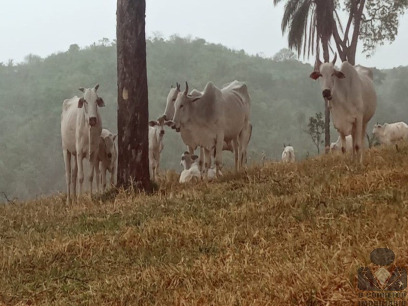 Chácara, 2 hectares - Foto 17