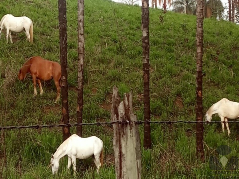 Chácara, 2 hectares - Foto 26