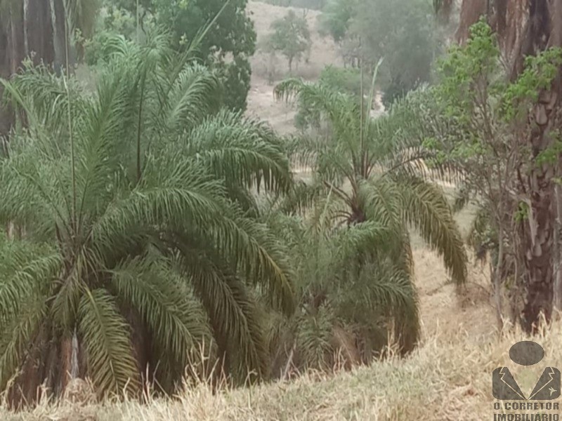 Chácara, 2 hectares - Foto 13