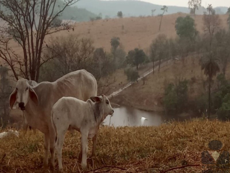 Chácara, 2 hectares - Foto 18