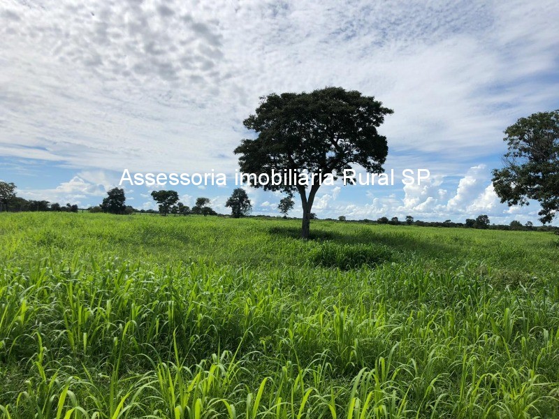 Fazenda à venda - Foto 13