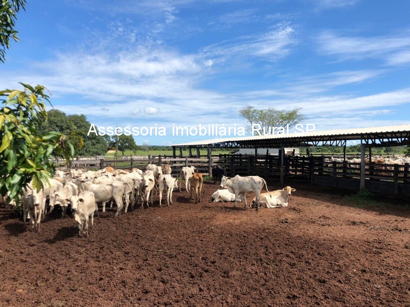 Fazenda à venda - Foto 20