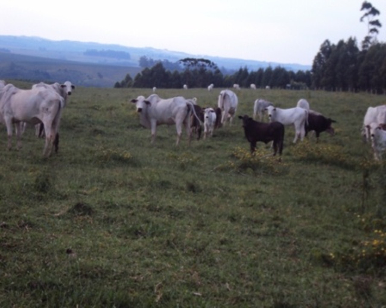 Fazenda à venda - Foto 2