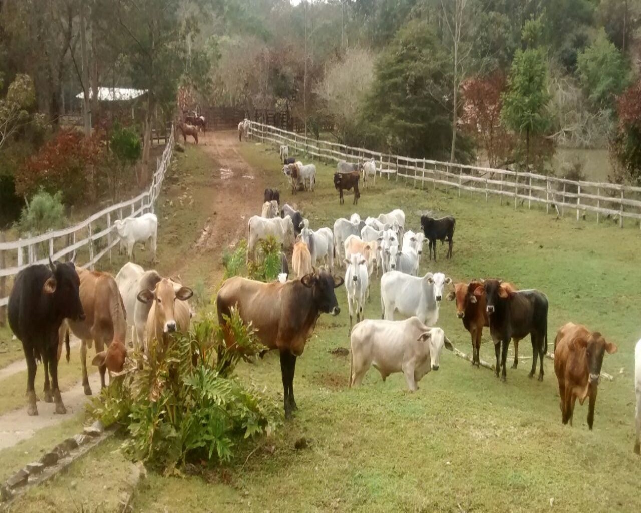 Fazenda-Sítio-Chácara - Foto 1