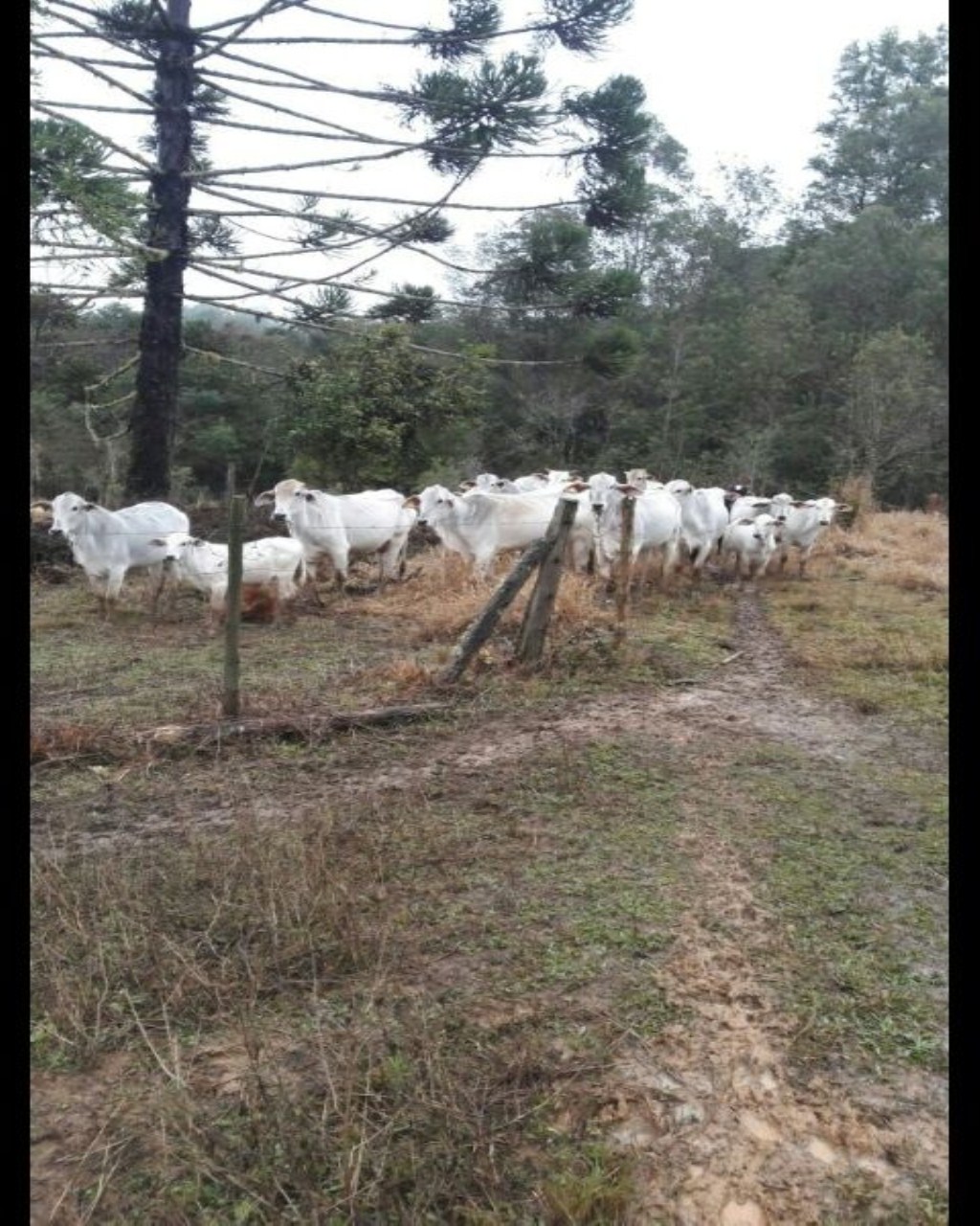 Fazenda-Sítio-Chácara - Foto 4