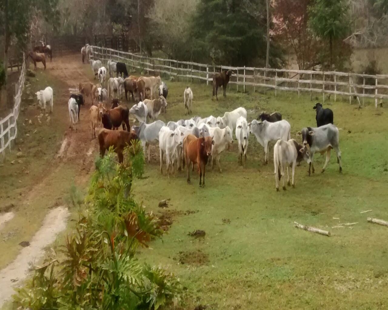 Fazenda à venda - Foto 11