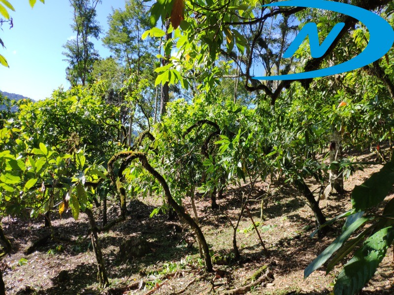 Fazenda à venda com 10 quartos, 90m² - Foto 39