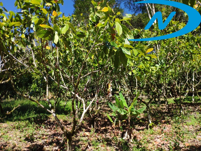 Fazenda à venda com 10 quartos, 90m² - Foto 31