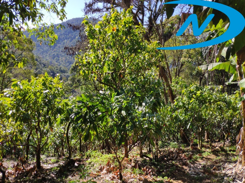 Fazenda à venda com 10 quartos, 90m² - Foto 38