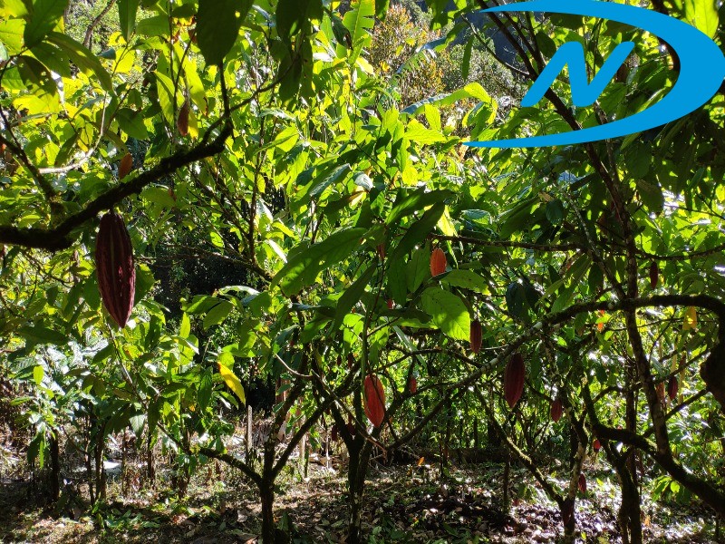 Fazenda à venda com 10 quartos, 90m² - Foto 26