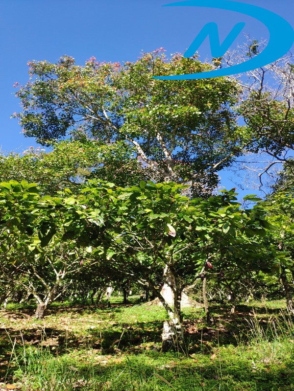 Fazenda à venda com 10 quartos, 90m² - Foto 30