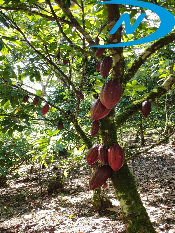 Fazenda à venda com 10 quartos, 90m² - Foto 25