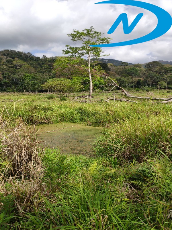 Fazenda à venda com 5 quartos, 130m² - Foto 39