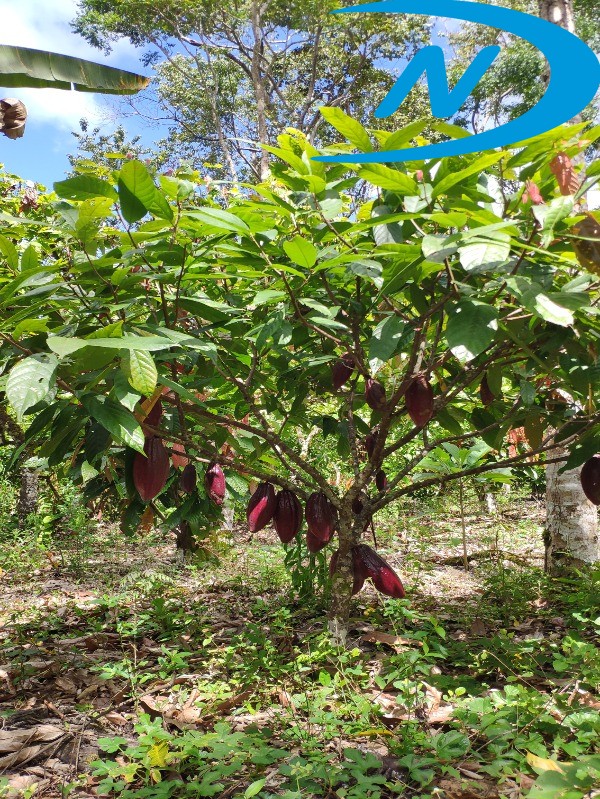 Fazenda à venda com 5 quartos, 130m² - Foto 49