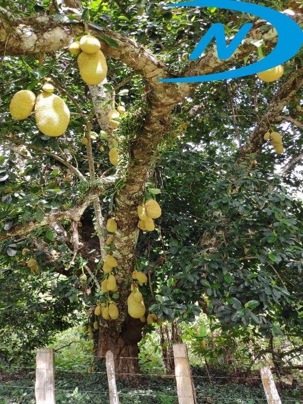 Fazenda à venda com 5 quartos, 130m² - Foto 42