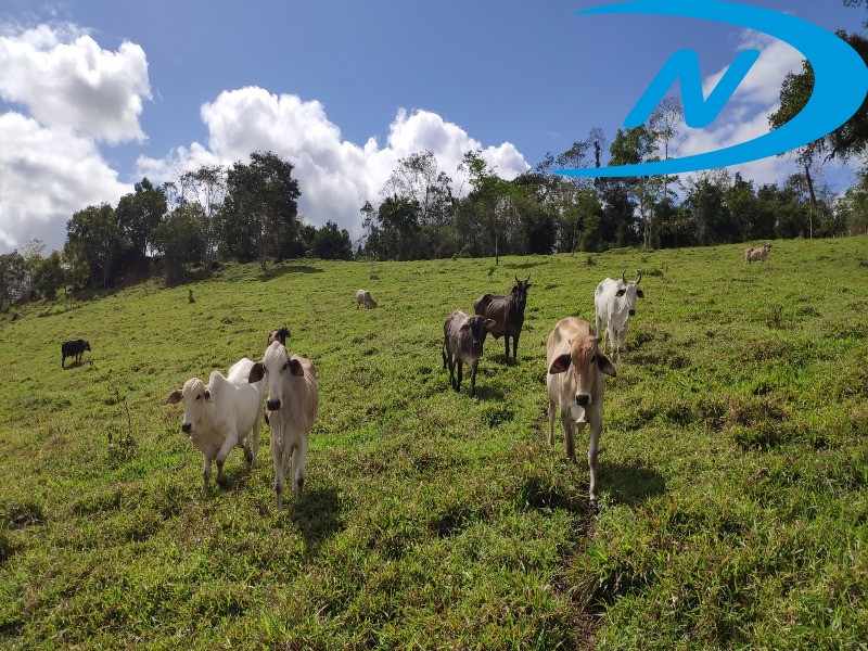 Fazenda à venda com 5 quartos, 130m² - Foto 30