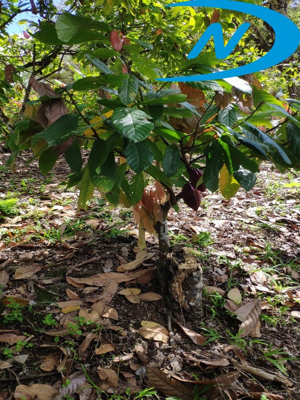 Fazenda à venda com 5 quartos, 130m² - Foto 47