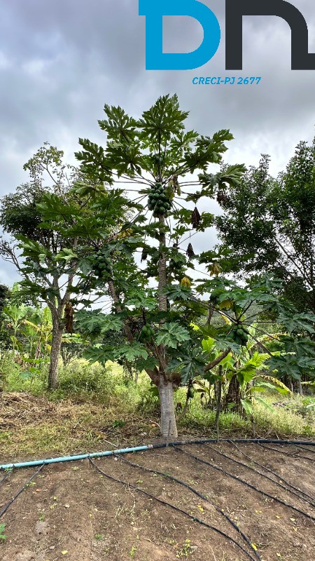 Fazenda à venda com 4 quartos, 56m² - Foto 24