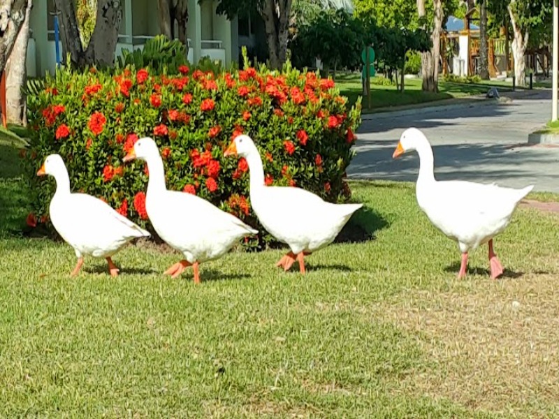 Casa à venda e aluguel com 5 quartos - Foto 41