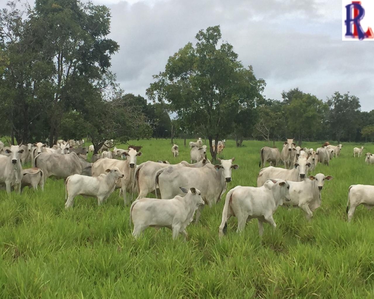 Fazenda à venda - Foto 5