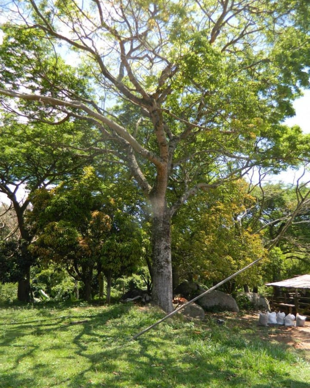 Fazenda à venda - Foto 19