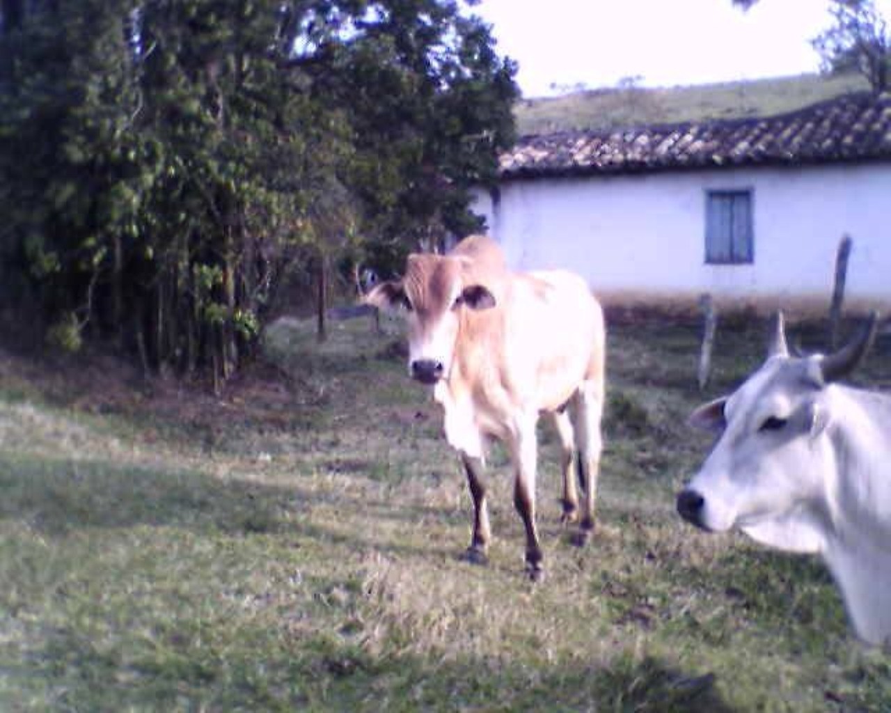 Fazenda à venda - Foto 34