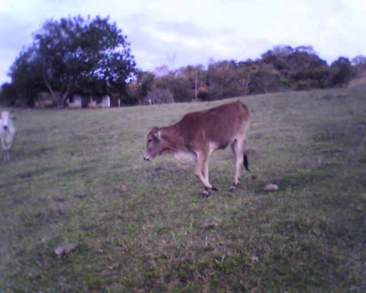 Fazenda à venda - Foto 35