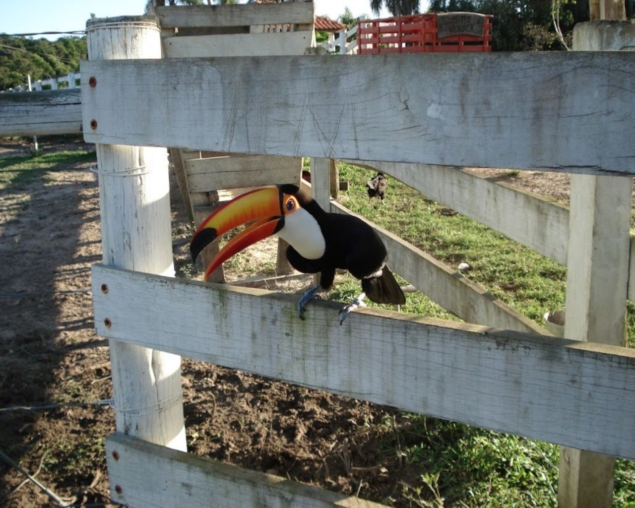 Fazenda à venda com 6 quartos, 1000m² - Foto 16