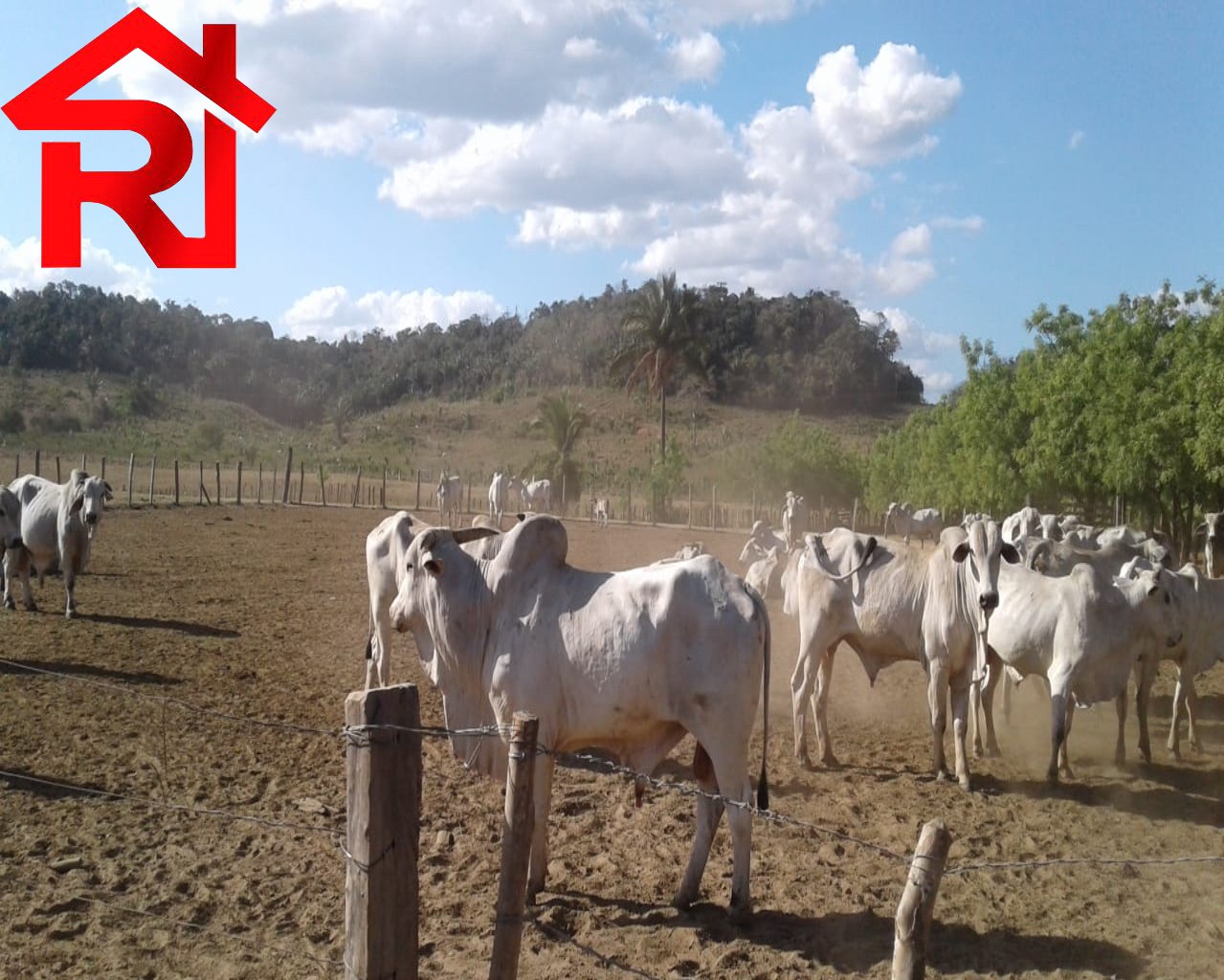 Fazenda à venda, 23000m² - Foto 14