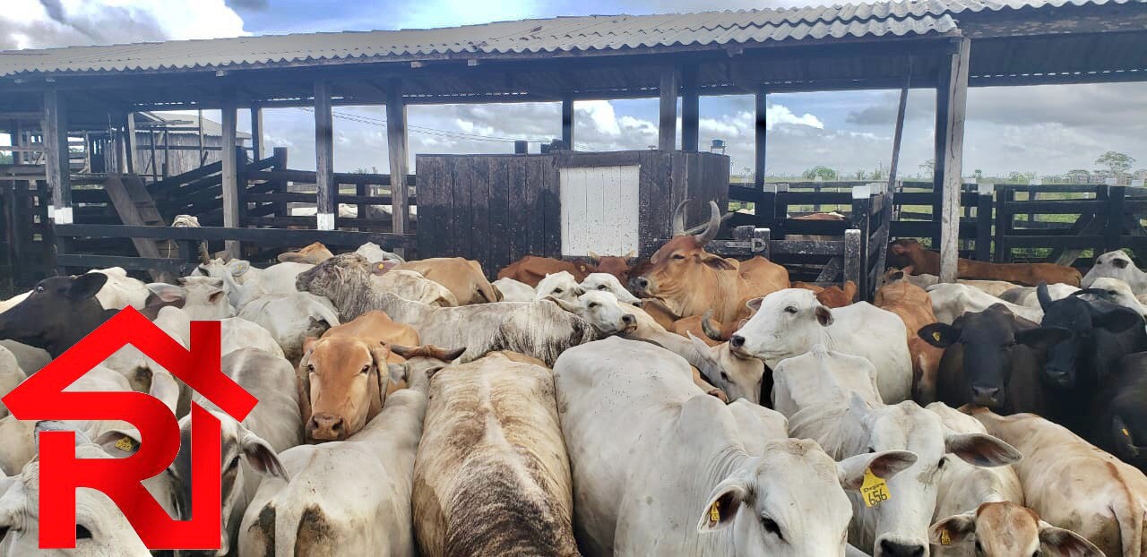 Fazenda à venda, 11900m² - Foto 8