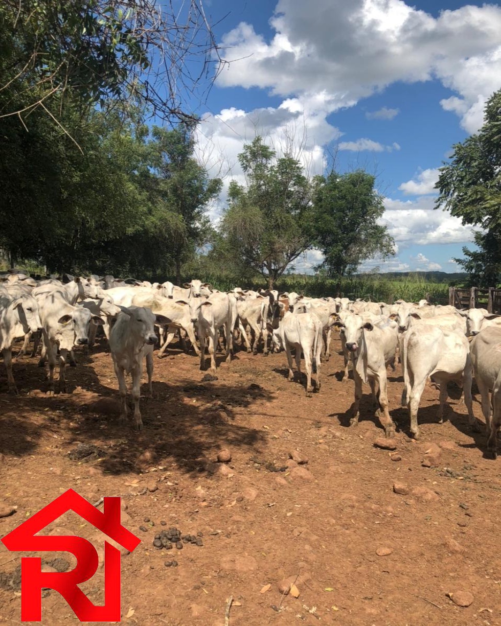 Fazenda à venda - Foto 2