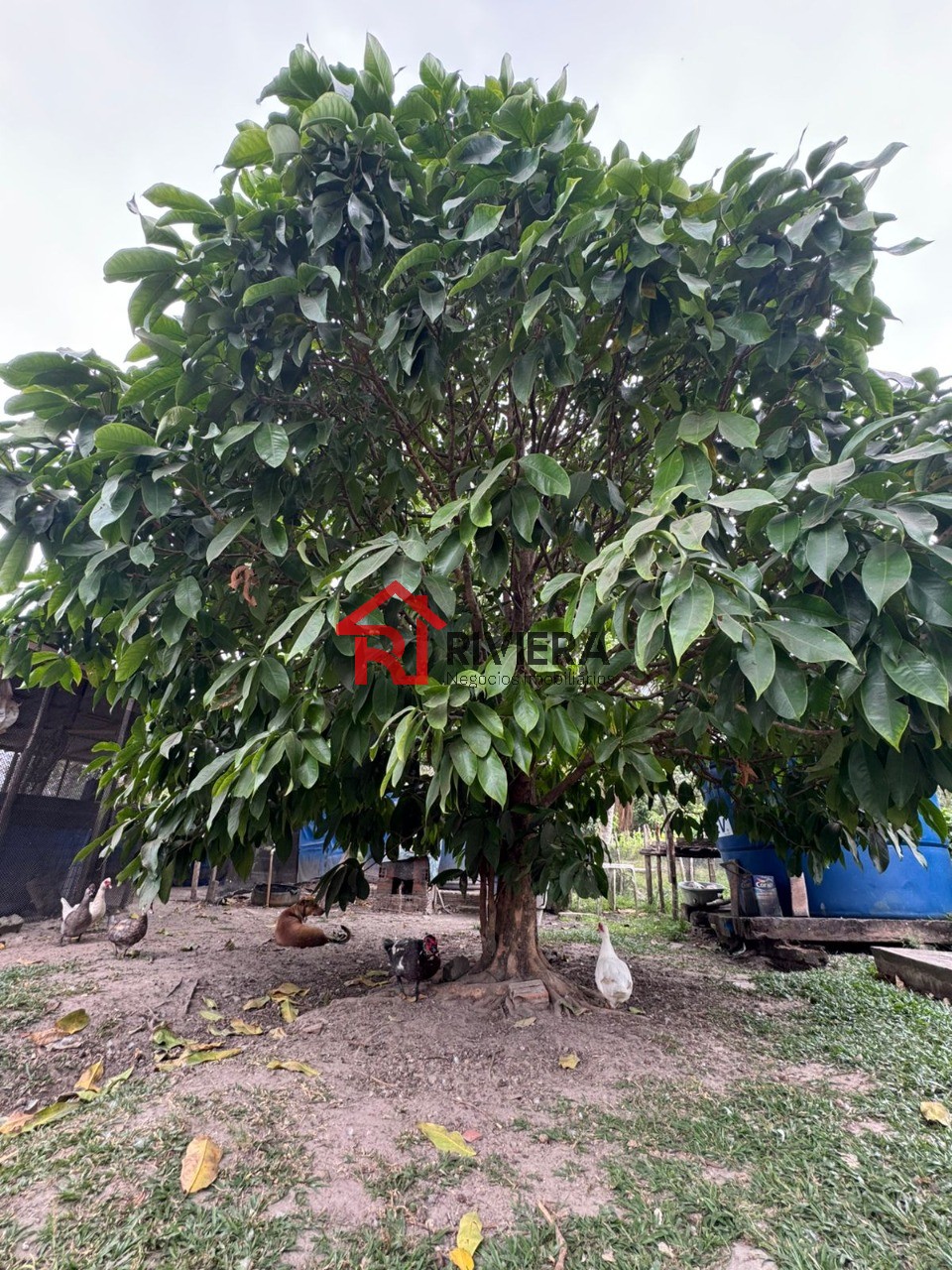 Fazenda à venda com 3 quartos, 43000m² - Foto 6