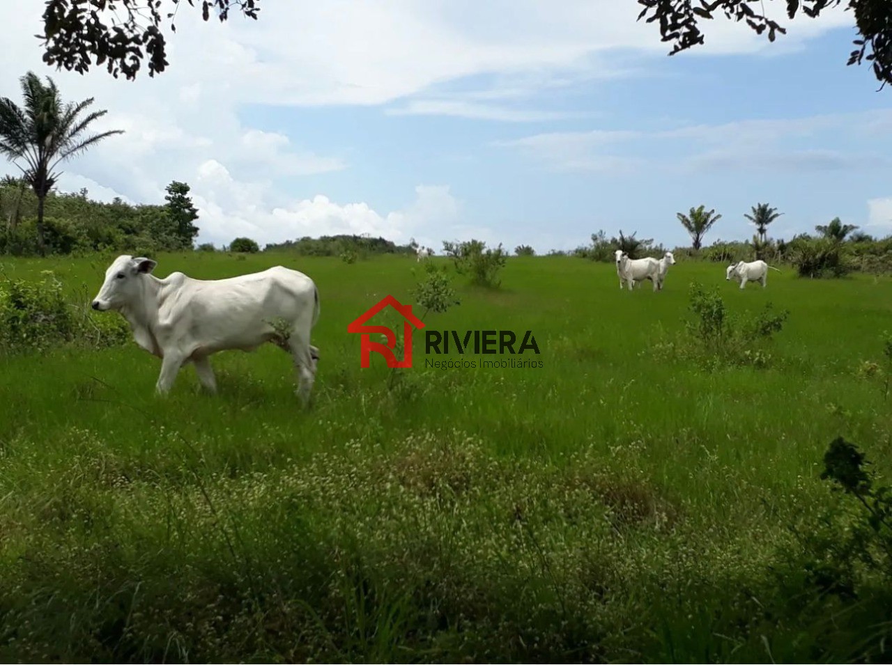 Fazenda à venda - Foto 7