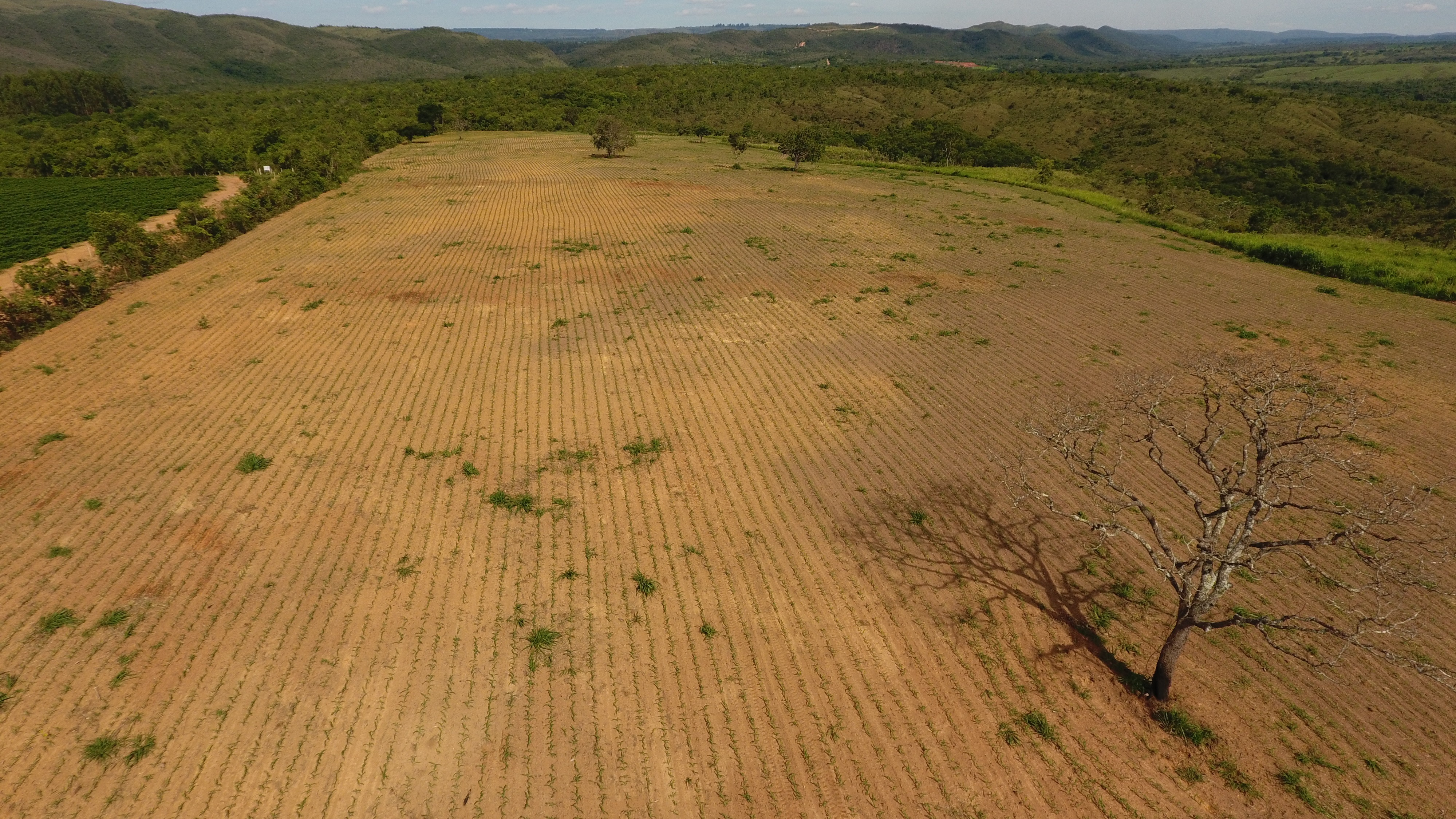 FAZENDA em SANTA ROSA DOS DOURADOS, COROMANDEL - FA00074
