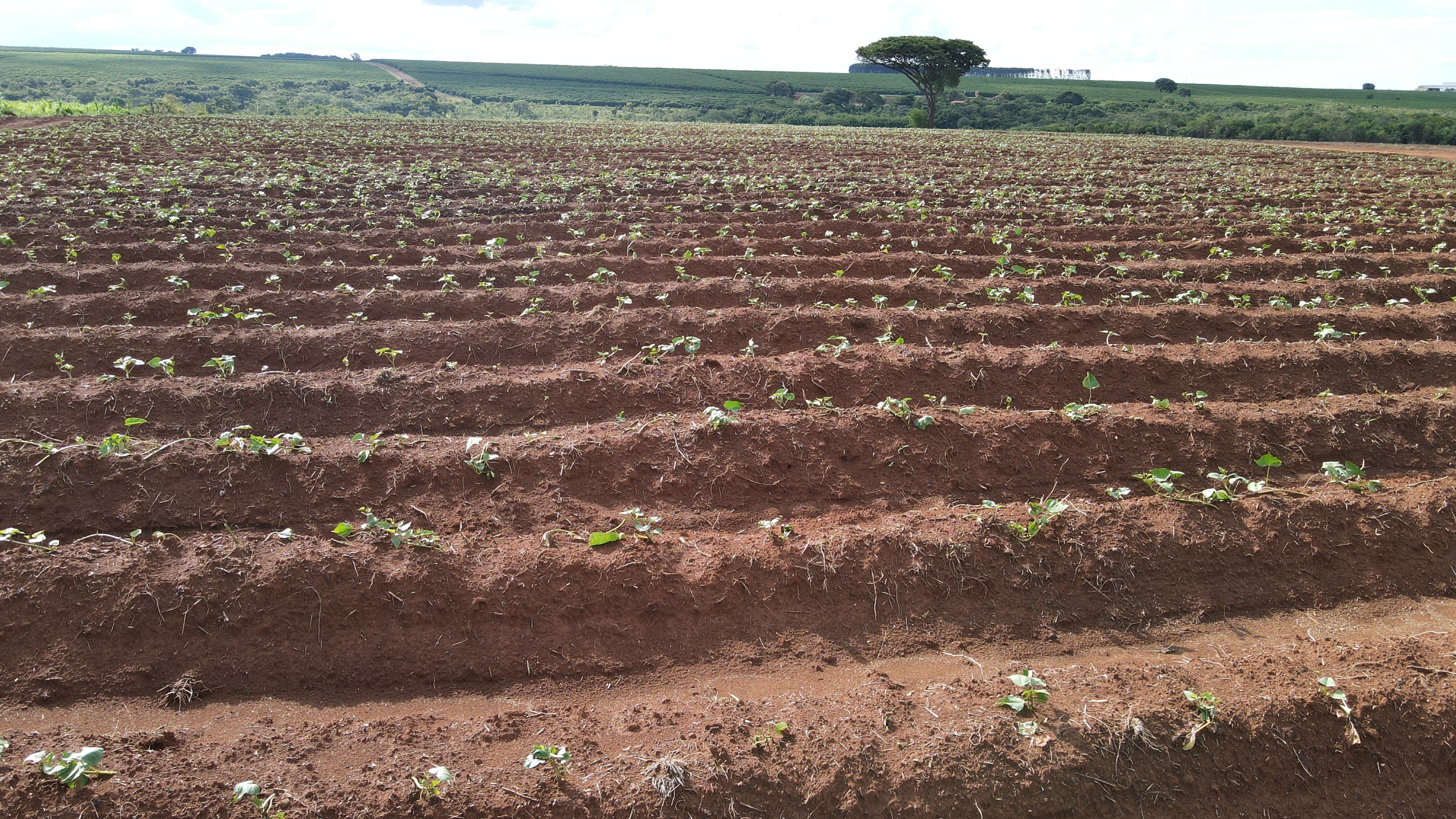 FAZENDA em CHAPADÃO DE FERRO, PATROCÍNIO - FA00181
