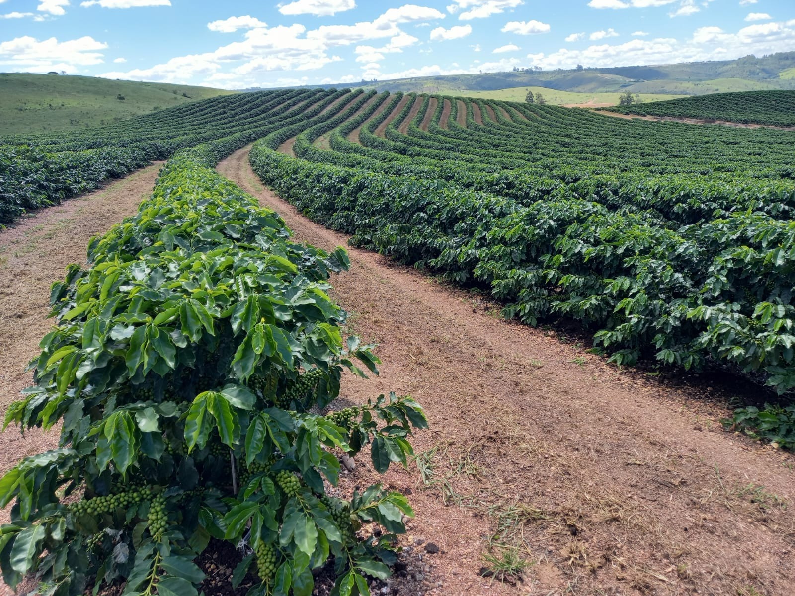 FAZENDA em ZONA RURAL, RIO PARANAÍBA - FA00205