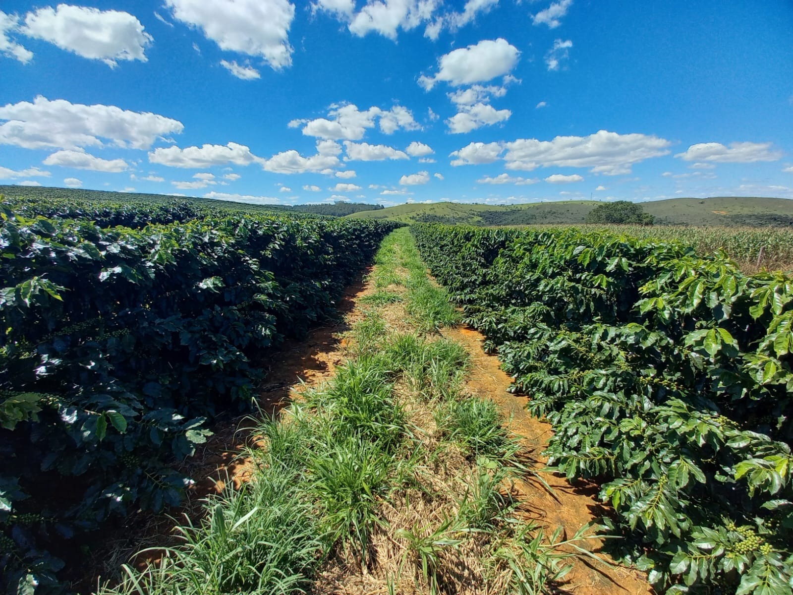 FAZENDA em ZONA RURAL, RIO PARANAÍBA - FA00205