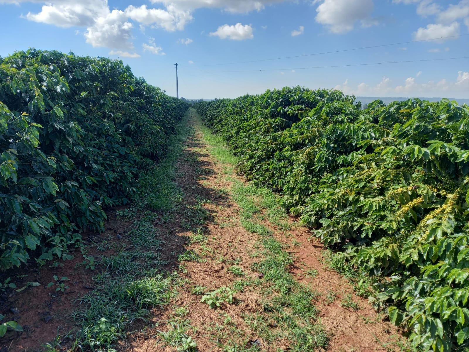 FAZENDA em BOA VISTA, COROMANDEL - FA00209