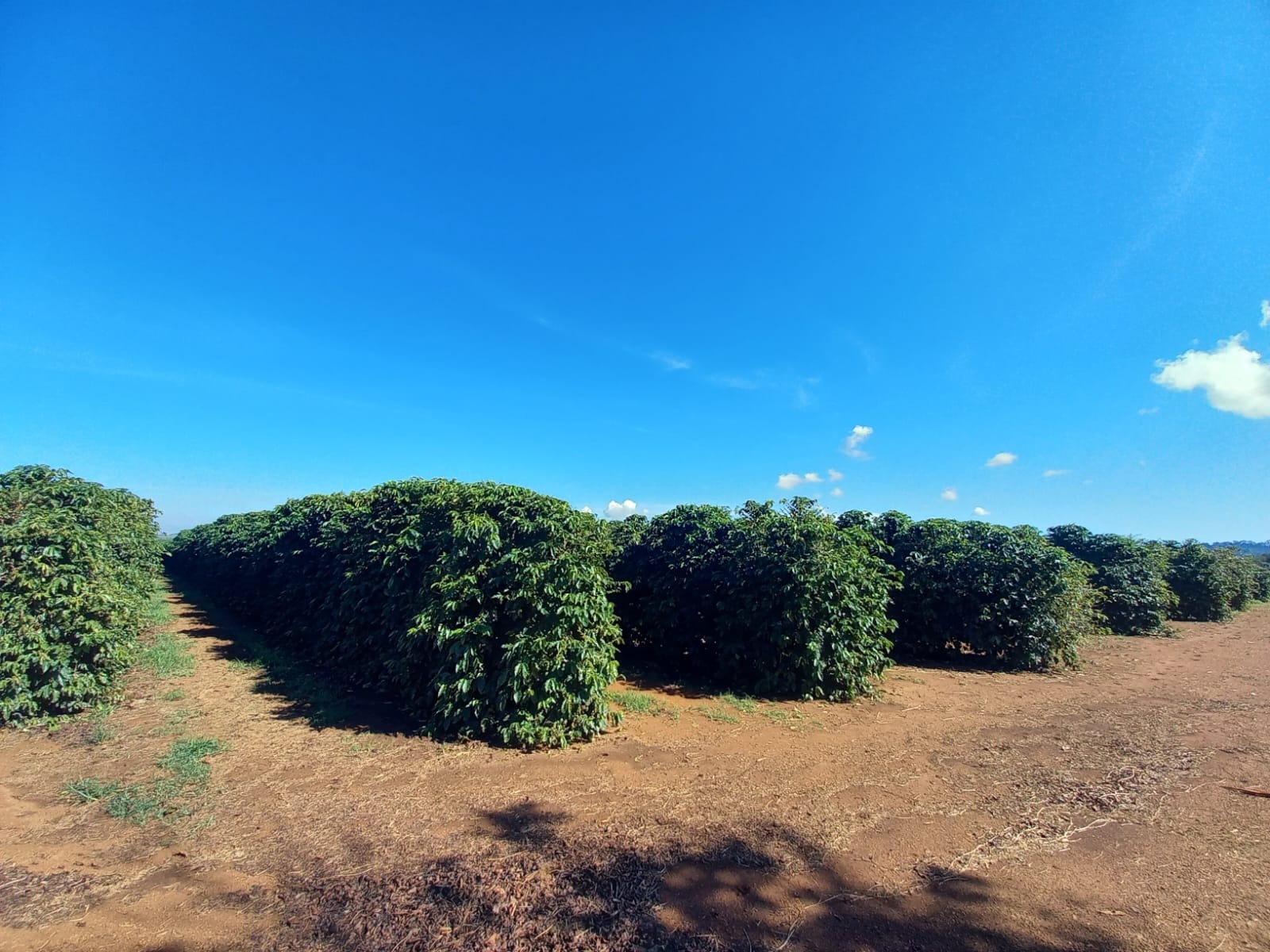 FAZENDA em BOA VISTA, COROMANDEL - FA00209