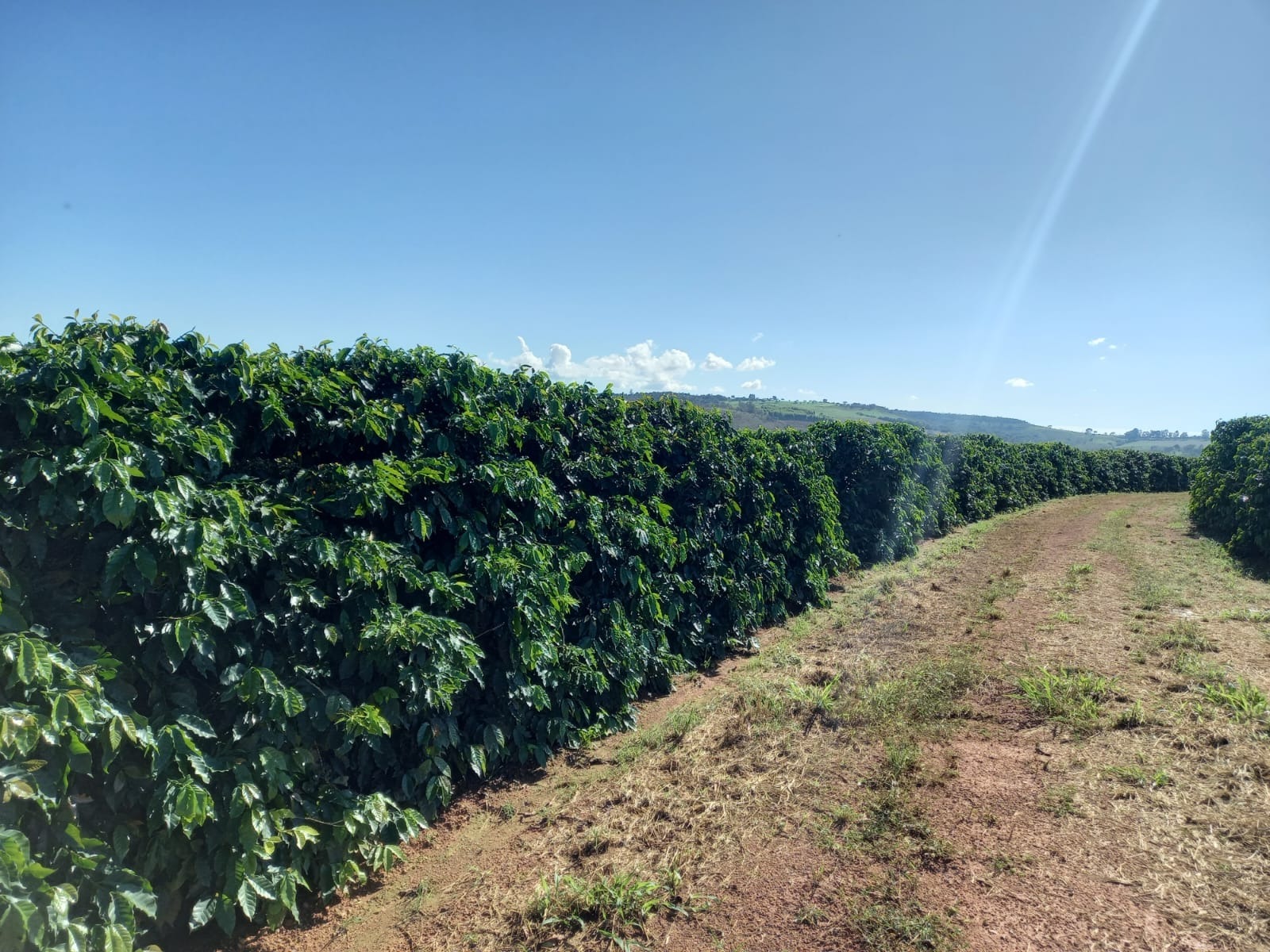 FAZENDA em BOA VISTA, COROMANDEL - FA00209