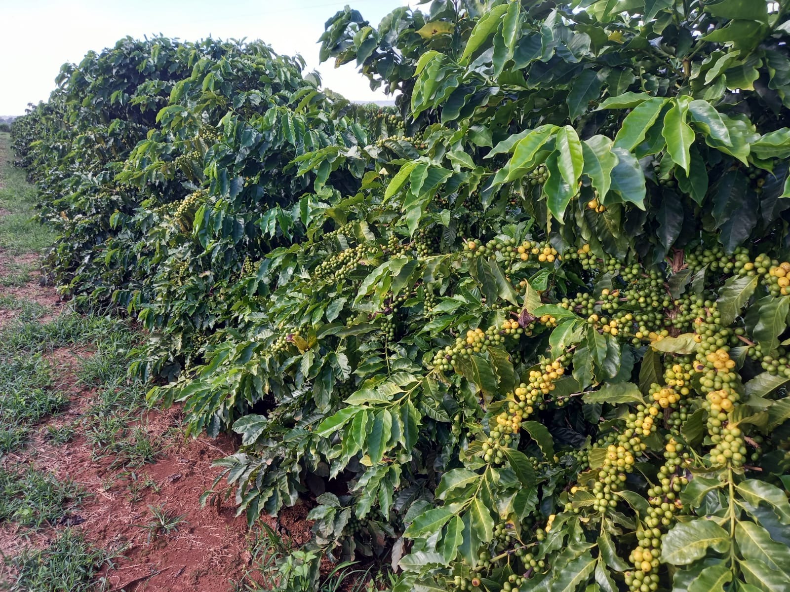 FAZENDA em BOA VISTA, COROMANDEL - FA00209