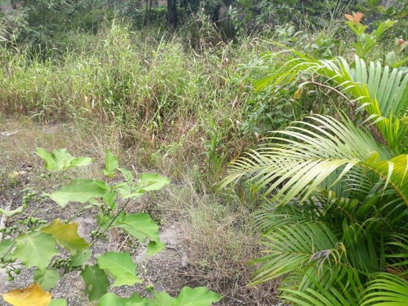 Terreno à venda, 1200m² - Foto 2