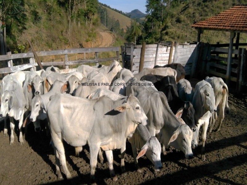 Fazenda à venda com 3 quartos - Foto 22