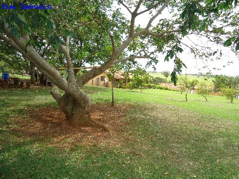 Fazenda à venda com 8 quartos, 1000m² - Foto 36