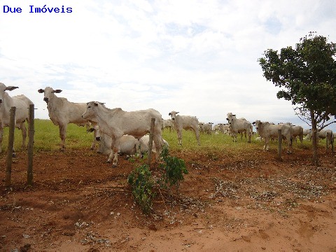 Fazenda à venda com 8 quartos, 1000m² - Foto 46