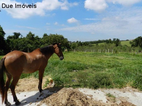 Haras e Área Rural Padrão à venda com 4 quartos, 80828m² - Foto 24