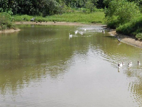 Haras e Área Rural Padrão à venda com 4 quartos, 80828m² - Foto 33