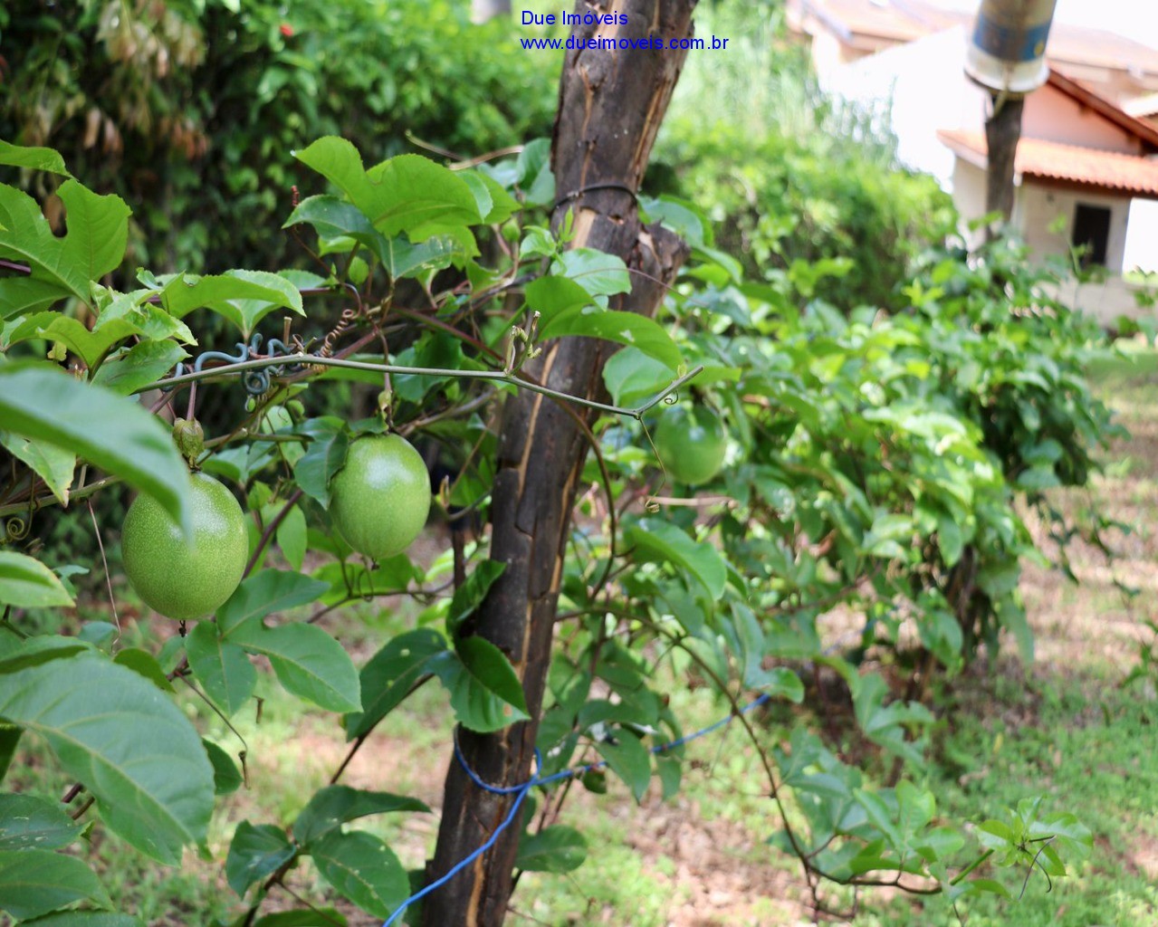 Fazenda à venda com 5 quartos, 500m² - Foto 34